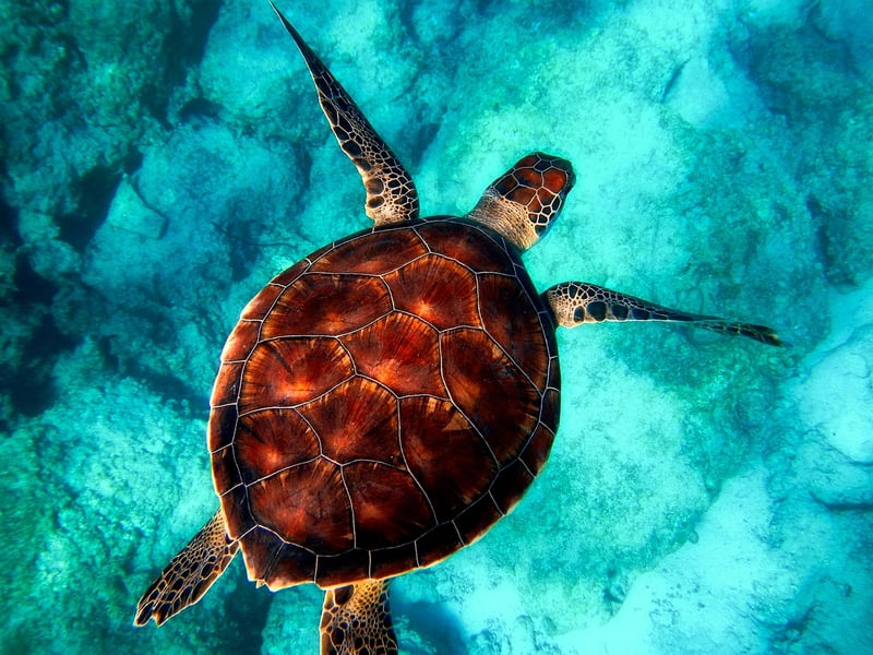 Marine Wildlife